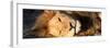 Awesome South Africa Collection Panoramic - Close-Up Portrait of a sleeping Lion-Philippe Hugonnard-Framed Photographic Print