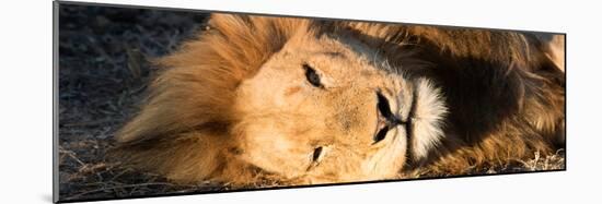 Awesome South Africa Collection Panoramic - Close-Up Portrait of a sleeping Lion-Philippe Hugonnard-Mounted Photographic Print