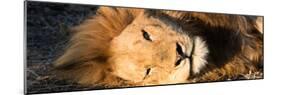 Awesome South Africa Collection Panoramic - Close-Up Portrait of a sleeping Lion-Philippe Hugonnard-Mounted Photographic Print