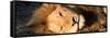 Awesome South Africa Collection Panoramic - Close-Up Portrait of a sleeping Lion-Philippe Hugonnard-Framed Stretched Canvas