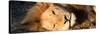 Awesome South Africa Collection Panoramic - Close-Up Portrait of a sleeping Lion-Philippe Hugonnard-Stretched Canvas