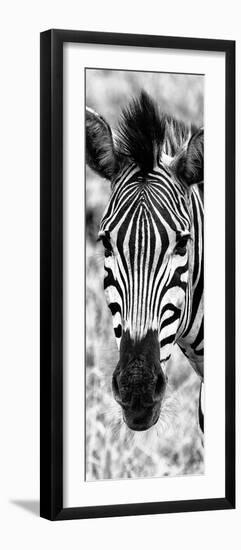 Awesome South Africa Collection Panoramic - Close-up Zebra Portrait B&W-Philippe Hugonnard-Framed Photographic Print