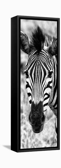 Awesome South Africa Collection Panoramic - Close-up Zebra Portrait B&W-Philippe Hugonnard-Framed Stretched Canvas