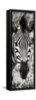 Awesome South Africa Collection Panoramic - Close-up Zebra Portrait II-Philippe Hugonnard-Framed Stretched Canvas