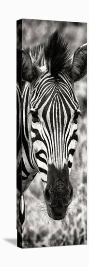 Awesome South Africa Collection Panoramic - Close-up Zebra Portrait II-Philippe Hugonnard-Stretched Canvas