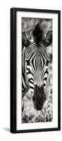 Awesome South Africa Collection Panoramic - Close-up Zebra Portrait II-Philippe Hugonnard-Framed Photographic Print