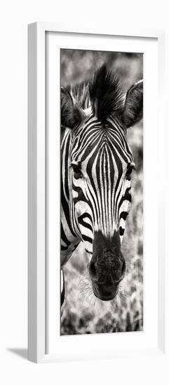 Awesome South Africa Collection Panoramic - Close-up Zebra Portrait II-Philippe Hugonnard-Framed Photographic Print