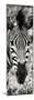 Awesome South Africa Collection Panoramic - Close-up Zebra Portrait II-Philippe Hugonnard-Mounted Photographic Print