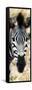 Awesome South Africa Collection Panoramic - Close-up Zebra Portrait III-Philippe Hugonnard-Framed Stretched Canvas