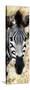 Awesome South Africa Collection Panoramic - Close-up Zebra Portrait III-Philippe Hugonnard-Stretched Canvas