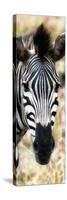 Awesome South Africa Collection Panoramic - Close-up Zebra Portrait III-Philippe Hugonnard-Stretched Canvas