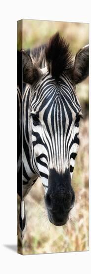 Awesome South Africa Collection Panoramic - Close-up Zebra Portrait III-Philippe Hugonnard-Stretched Canvas