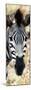 Awesome South Africa Collection Panoramic - Close-up Zebra Portrait III-Philippe Hugonnard-Mounted Photographic Print