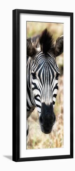 Awesome South Africa Collection Panoramic - Close-up Zebra Portrait III-Philippe Hugonnard-Framed Premium Photographic Print