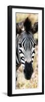 Awesome South Africa Collection Panoramic - Close-up Zebra Portrait III-Philippe Hugonnard-Framed Photographic Print