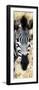 Awesome South Africa Collection Panoramic - Close-up Zebra Portrait III-Philippe Hugonnard-Framed Photographic Print