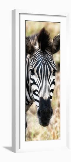 Awesome South Africa Collection Panoramic - Close-up Zebra Portrait III-Philippe Hugonnard-Framed Photographic Print