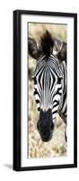 Awesome South Africa Collection Panoramic - Close-up Zebra Portrait-Philippe Hugonnard-Framed Premium Photographic Print