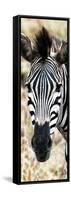 Awesome South Africa Collection Panoramic - Close-up Zebra Portrait-Philippe Hugonnard-Framed Stretched Canvas