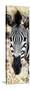 Awesome South Africa Collection Panoramic - Close-up Zebra Portrait-Philippe Hugonnard-Stretched Canvas
