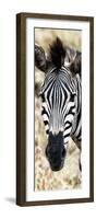 Awesome South Africa Collection Panoramic - Close-up Zebra Portrait-Philippe Hugonnard-Framed Photographic Print
