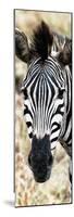 Awesome South Africa Collection Panoramic - Close-up Zebra Portrait-Philippe Hugonnard-Mounted Photographic Print