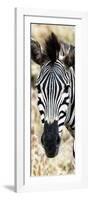 Awesome South Africa Collection Panoramic - Close-up Zebra Portrait-Philippe Hugonnard-Framed Photographic Print