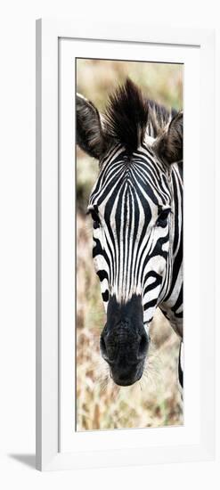 Awesome South Africa Collection Panoramic - Close-up Zebra Portrait-Philippe Hugonnard-Framed Photographic Print