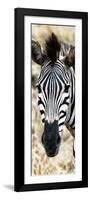 Awesome South Africa Collection Panoramic - Close-up Zebra Portrait-Philippe Hugonnard-Framed Photographic Print