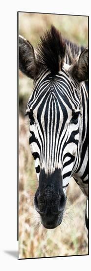 Awesome South Africa Collection Panoramic - Close-up Zebra Portrait-Philippe Hugonnard-Mounted Photographic Print