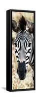 Awesome South Africa Collection Panoramic - Close-up Zebra Portrait-Philippe Hugonnard-Framed Stretched Canvas