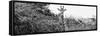 Awesome South Africa Collection Panoramic - Curious Giraffe B&W-Philippe Hugonnard-Framed Stretched Canvas