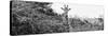 Awesome South Africa Collection Panoramic - Curious Giraffe B&W-Philippe Hugonnard-Stretched Canvas