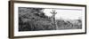 Awesome South Africa Collection Panoramic - Curious Giraffe B&W-Philippe Hugonnard-Framed Photographic Print