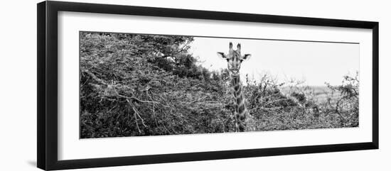 Awesome South Africa Collection Panoramic - Curious Giraffe B&W-Philippe Hugonnard-Framed Photographic Print