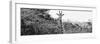 Awesome South Africa Collection Panoramic - Curious Giraffe B&W-Philippe Hugonnard-Framed Photographic Print