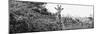 Awesome South Africa Collection Panoramic - Curious Giraffe B&W-Philippe Hugonnard-Mounted Photographic Print