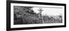 Awesome South Africa Collection Panoramic - Curious Giraffe B&W-Philippe Hugonnard-Framed Photographic Print