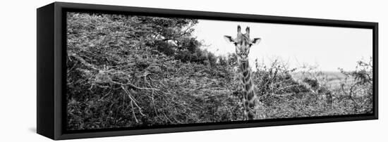 Awesome South Africa Collection Panoramic - Curious Giraffe B&W-Philippe Hugonnard-Framed Stretched Canvas