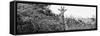 Awesome South Africa Collection Panoramic - Curious Giraffe B&W-Philippe Hugonnard-Framed Stretched Canvas