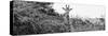 Awesome South Africa Collection Panoramic - Curious Giraffe B&W-Philippe Hugonnard-Stretched Canvas