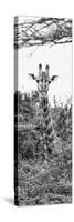 Awesome South Africa Collection Panoramic - Curious Giraffe II B&W-Philippe Hugonnard-Stretched Canvas