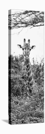 Awesome South Africa Collection Panoramic - Curious Giraffe II B&W-Philippe Hugonnard-Stretched Canvas