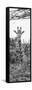 Awesome South Africa Collection Panoramic - Curious Giraffe II B&W-Philippe Hugonnard-Framed Stretched Canvas