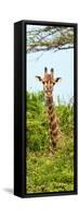 Awesome South Africa Collection Panoramic - Curious Giraffe II-Philippe Hugonnard-Framed Stretched Canvas