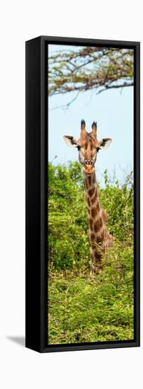Awesome South Africa Collection Panoramic - Curious Giraffe II-Philippe Hugonnard-Framed Stretched Canvas