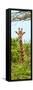 Awesome South Africa Collection Panoramic - Curious Giraffe II-Philippe Hugonnard-Framed Stretched Canvas