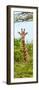 Awesome South Africa Collection Panoramic - Curious Giraffe II-Philippe Hugonnard-Framed Photographic Print