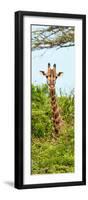 Awesome South Africa Collection Panoramic - Curious Giraffe II-Philippe Hugonnard-Framed Photographic Print