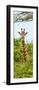 Awesome South Africa Collection Panoramic - Curious Giraffe II-Philippe Hugonnard-Framed Photographic Print